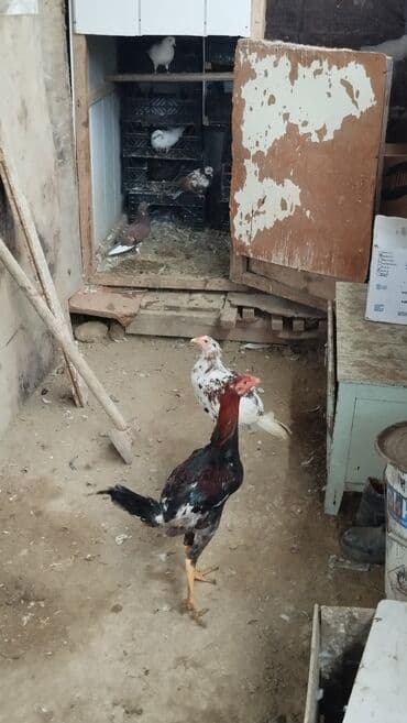 pulsuz itlerin verilmesi: Toyuq cücələri, Ətlik, Rayonlara çatdırılma — 6