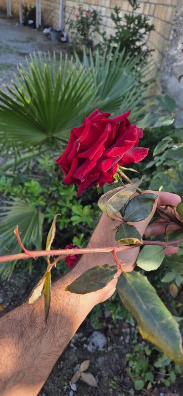 qapi dekoru: Saqı Gülçülük – Tərtərin ən gözəl gülləri Bir gül təkcə ətriylə deyil — 15