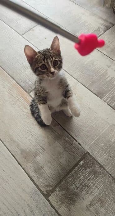 pişiy pulsuz: Yaxşı əllərə — 3