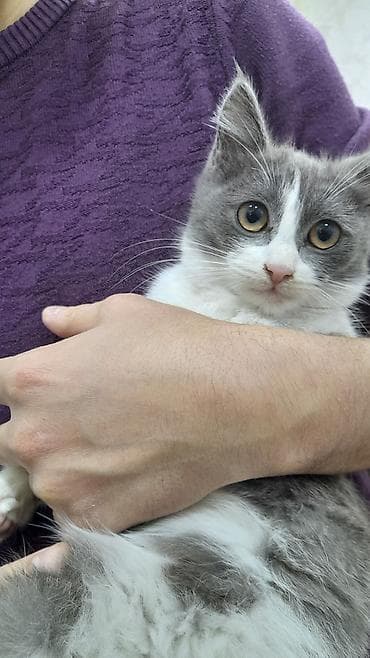 heyvan hekimi: -Şirin bala pişik satılır -British tipinə oxşayan, qarışıq ev pişiyi — 2