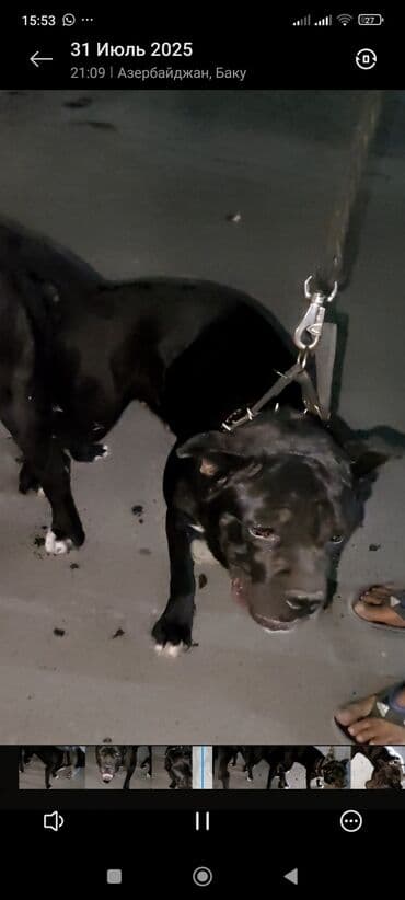 cau cau iti: Kane-Korso, 1 il, Dişi, Sənədli, Ünvandan götürmə — 1