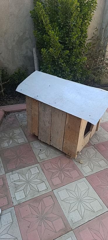 Gəmiricilər: It yuvası. qalın taxtalardan hazırlanıb. ünvan qaraçuxur — 3