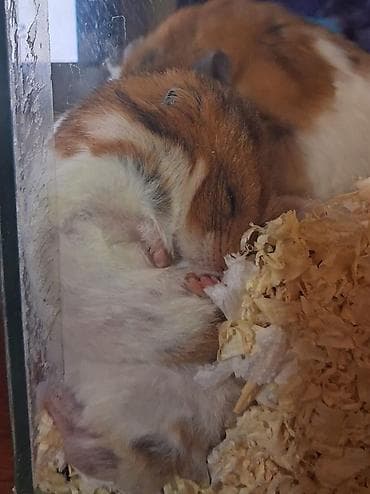 bala doşan: Növ: Suriyalı hamsterlər (qısa tüklü) Rəng: Ağ-qəhvəyi, ləkəli naxış — 3