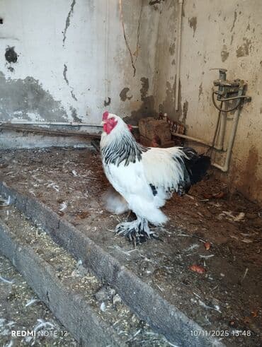 K/t heyvanları üçün mallar: Xoruz, Brama, il: 1, Ünvandan götürmə, Ödənişli çatdırılma — 9