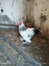 Tavalar: Xoruz, Brama, il: 1, Ünvandan götürmə, Ödənişli çatdırılma — 3