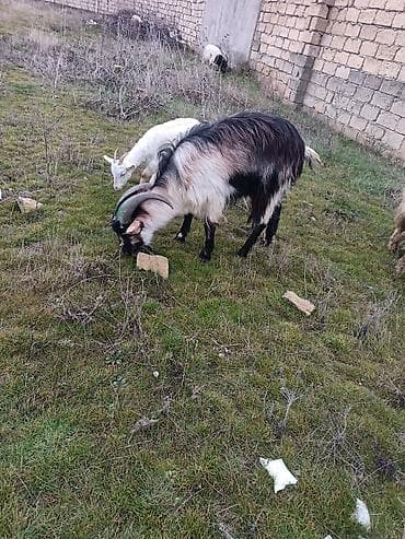 lalafo keci satisi: Alpin-boyuk olan 1000 azn balaca 450 azn Satılır: yerli cins keçilər — 2