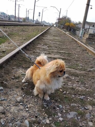 Pekines, 10 ay, Erkek, Ünvandan götürmə lalafo.az -da Pekines, 10 ay, Erkek, Ünvandan götürmə
