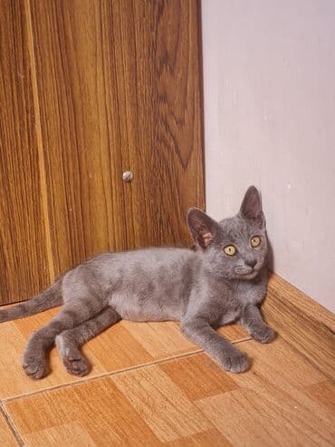 русская голубая кошка цена: Rus mavi, Dişi, Yaxşı əllərə, Ünvandan götürmə — 4