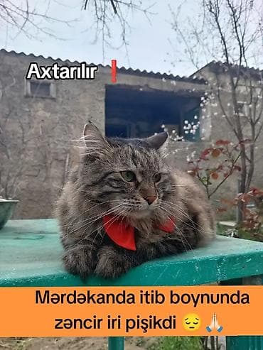 itiler: Norveç, Dişi — 3