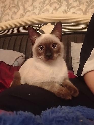 col pişiyi: Siam, Erkək, Cütləşmə üçün — 1