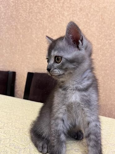 labrador iti satilir: Yaxşı əllərə — 3