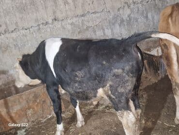 Inəklər, öküzlər: Satlıq: qaramal – erkək buzov/ dana - Növ: ətlik istiqamətli qarışıq — 5