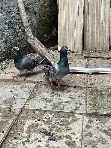 korella quşu: İki erkey iki maya göylər satılır super heyvanlardı — 7