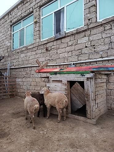 qara mal: 3 erkək 1 dişi — 2