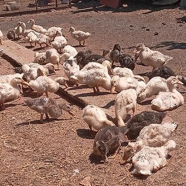 zümrüd ördək: Satilir təxmini 1ayliqdir Məhsul: Ördək balaları (mix rəngli, ağ və — 7