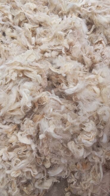isti aqlay fasad: Təbii qoyun yunu – kütləvi şəkildə Məhsulun təsviri: - Açıq krem/ağ — 1