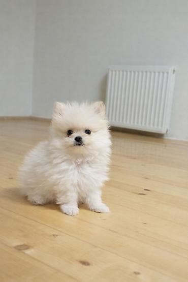 Собаки: Шпиц — 1