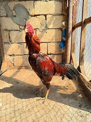 yapon xoruzları: Her qiymete var — 7