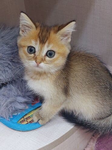 şotland pişiyi etibarlı əllərə verilir: Şotland, Dişi, Yaxşı əllərə, Ünvandan götürmə — 3