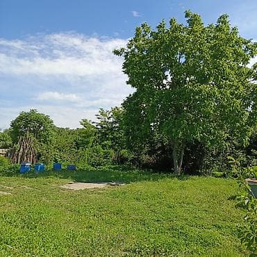 купить пчёл: Arıçılıq təsərrüfatı – komplekt pətəklər və arıxana sahəsi - — 2
