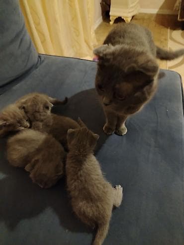 pisik şotland: Yaxşı əllərə — 2