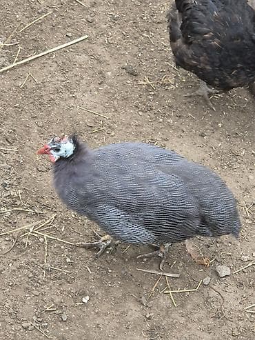 toyuq satişi: Məhsul: Ev quşları (toyuq, xoruz və hind toyuğu/ferma quşları) — 5