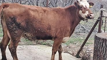 cüce satışı: Birinci qarına smentalın mələzidi 14 günlük süni mayalanmadan olan — 4