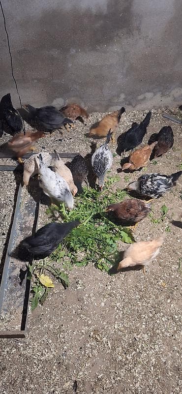 yubiley toyuqlari: Toyuq, Damazlıq — 10