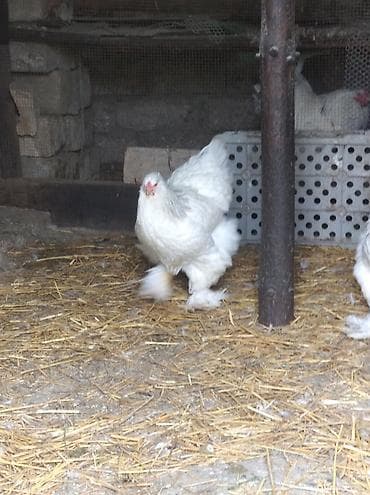 it sekilleri afcarka: Toyuq, Brama, Damazlıq — 8