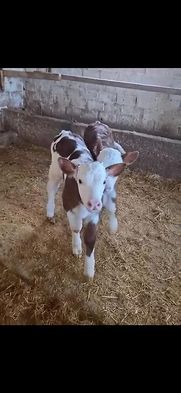 simmental cinsi: Satılır: 2 ədəd cins buzov - Cins: simmental tipli (ağ-al rəng — 4