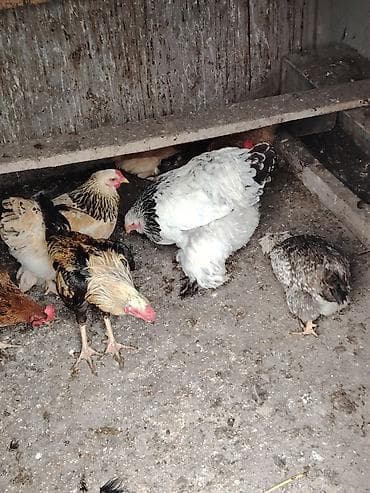 Toyuq, Brama, Damazlıq