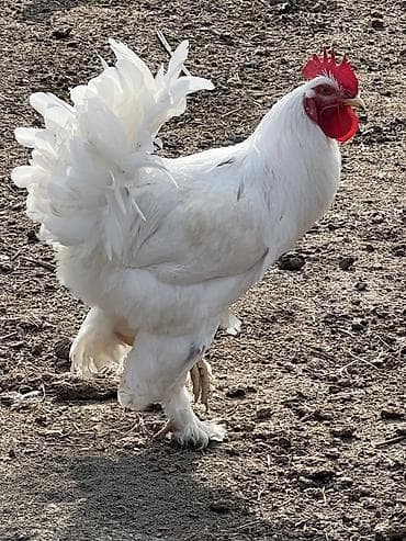 toyug xoruz: Ağ rəngli, saqqallı və ayaqları tüklü xoruz Saıam bunu özum — 8