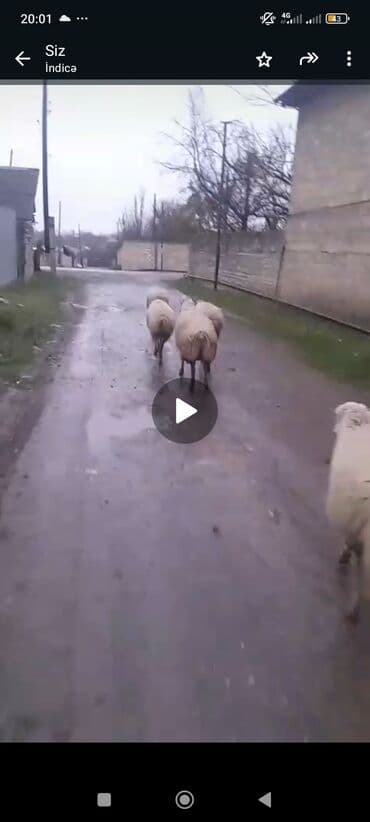 K/t heyvanları üçün mallar: 17baş balali Qoyun satilir cavan damazdiq qoyunlardi - Növ: Yerli — 2