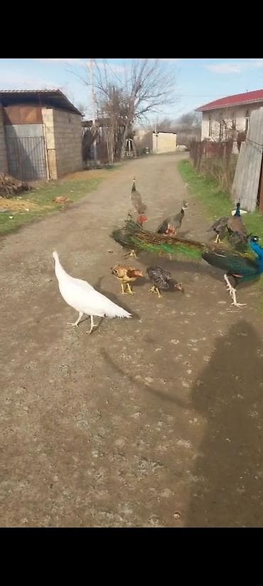 gence quşlar: Gördüyünüz Tovuz quşları satılır ümumi 5 ədəd quwdur qiymət opsusuna — 1