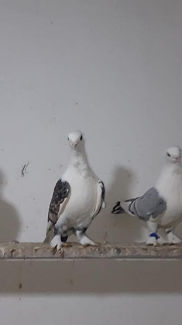 Hazır cüt türk cinsi hunkariler hamsi bala veren quşlardi cütü — 3