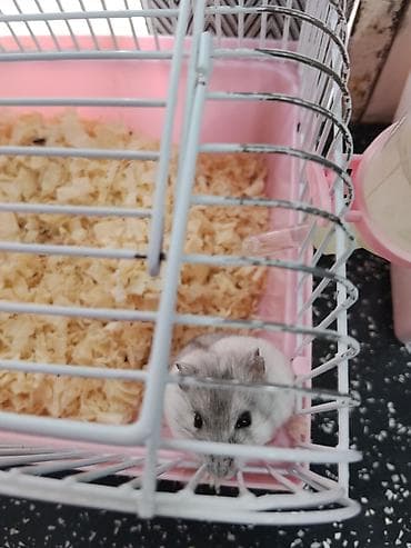 Heyvanlar üçün mallar: Cırtdan hamsterlər – qəfəs və aksesuarları ilə Məhsul təsviri: - — 1