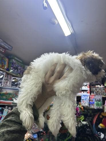 sican dermani: Shi-tsu, 3 ay, Erkek, Peyvəndli, Pulsuz çatdırılma — 2