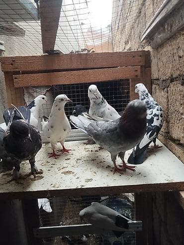 qara baş quşlar: Məhsul: Ev göyərçinləri – müxtəlif rəng və naxışlarda dekorativ/uçuş — 4