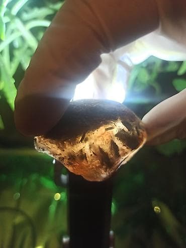 bakida hava saatliq: Təbii Göyərçin Qanı Daşı Satılır | Premium Pigeon Blood Original — 10