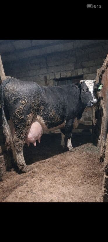 Salam aleykum super inek di 18 litir süt verir təzə dogub balasızdı