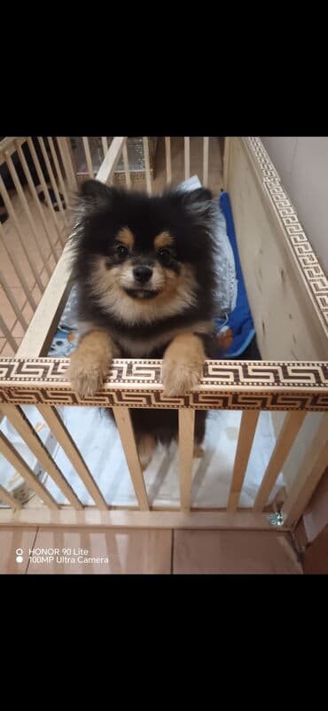 pomeran şpis: Şpitz, 4 ay, Peyvəndli, Ünvandan götürmə — 1