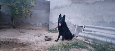 немецкие овчарки щенки купить: Немецкая овчарка — 2