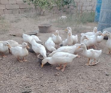 Ağ rəngli ev ördəkləri – sürü halında - Şəkildə gördüyünüz kimi eyni