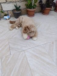 приучатель к туалету для собак: Пудель, 9 месяцев, Самец, С прививками, Самовывоз — 2