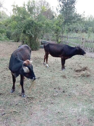 американский плоскоухий членистоногий когтеступ: Digər heyvanlar — 2