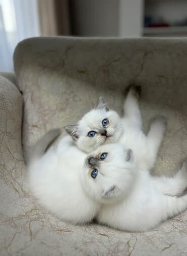 Şotland, Erkək, Dişi, Yaxşı əllərə, Ünvandan götürmə, Pulsuz çatdırılma, Ödənişli çatdırılma