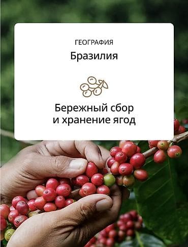 кофе каталина оригинал и подделка: De’Longhi Signature Espresso Selection Blend – bütöv dənə qəhvə 100% — 4