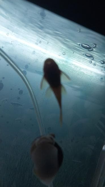 Digər heyvanlar: Akvaryum.baliglari satilir — 3