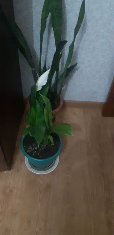 Уличные растения: Qadın xoşbəxtliyi və peyğəmbər qılıncı gülü — 1