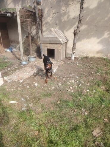 доберман купить: Doberman, 3 il, Dişi, Cütləşmə üçün, Ünvandan götürmə — 2